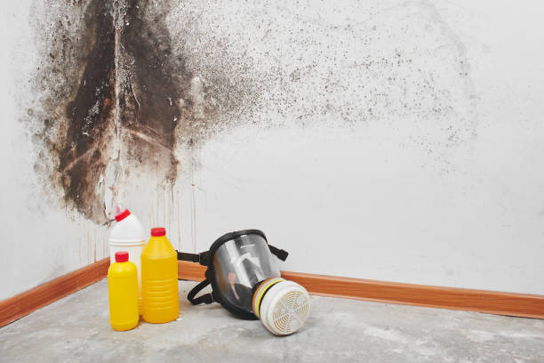 Home Mold Removal in Tennille, GA