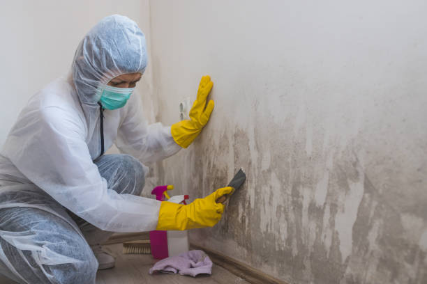 Best Toxic Mold Removal  in Tennille, GA