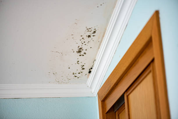 Best Water Damage Restoration  in Tennille, GA