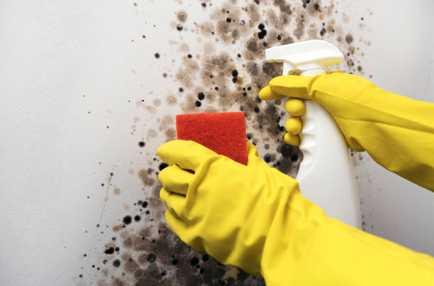 Best Professional Mold Removal  in Tennille, GA