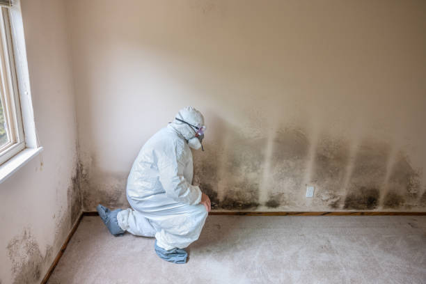 Best Best Mold Removal Companies  in Tennille, GA