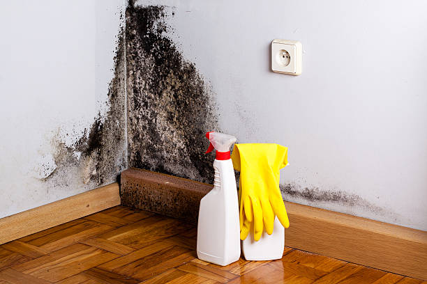 Best Certified Mold Removal  in Tennille, GA