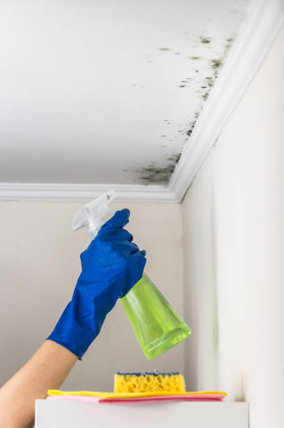 Best Attic Mold Removal  in Tennille, GA